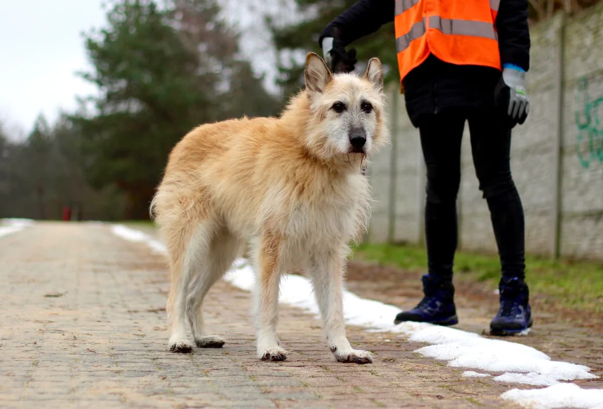 Lazar- pies do adopcji, male Mixed Breed for adoption at Schronisko dla Zwierząt Puławy