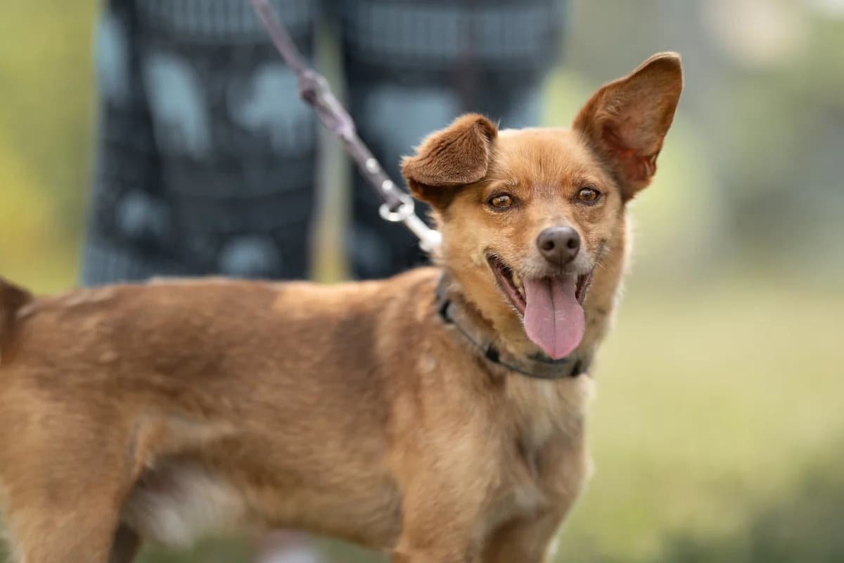 Felek- pies do adopcji, male Mixed Breed for adoption at Schronisko dla Zwierząt Puławy