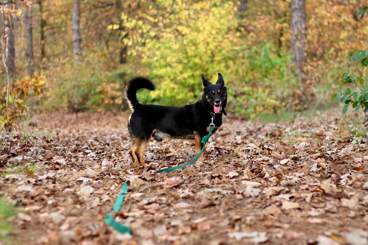 Ralf- pies do adopcji, male Mixed Breed for adoption at Schronisko dla Zwierząt Puławy