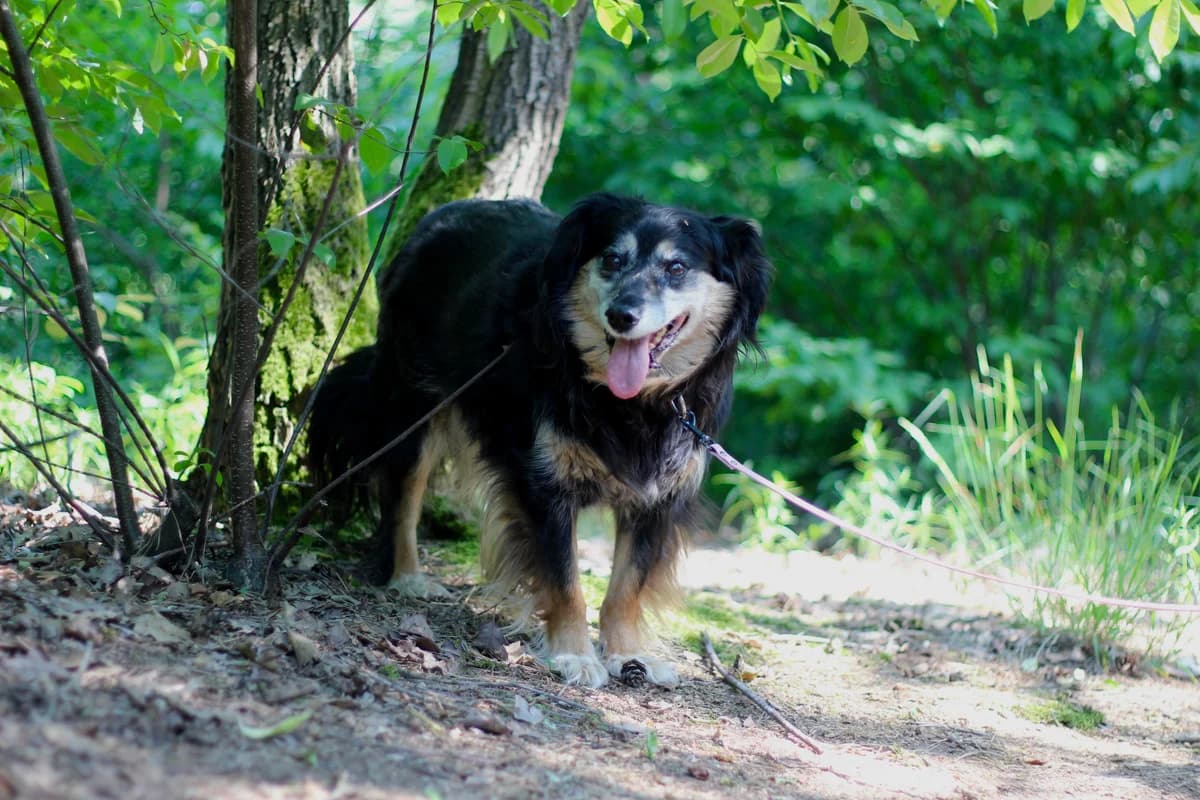 Sheryl- suczka do adopcji, female Mixed Breed for adoption at Schronisko dla Zwierząt Puławy