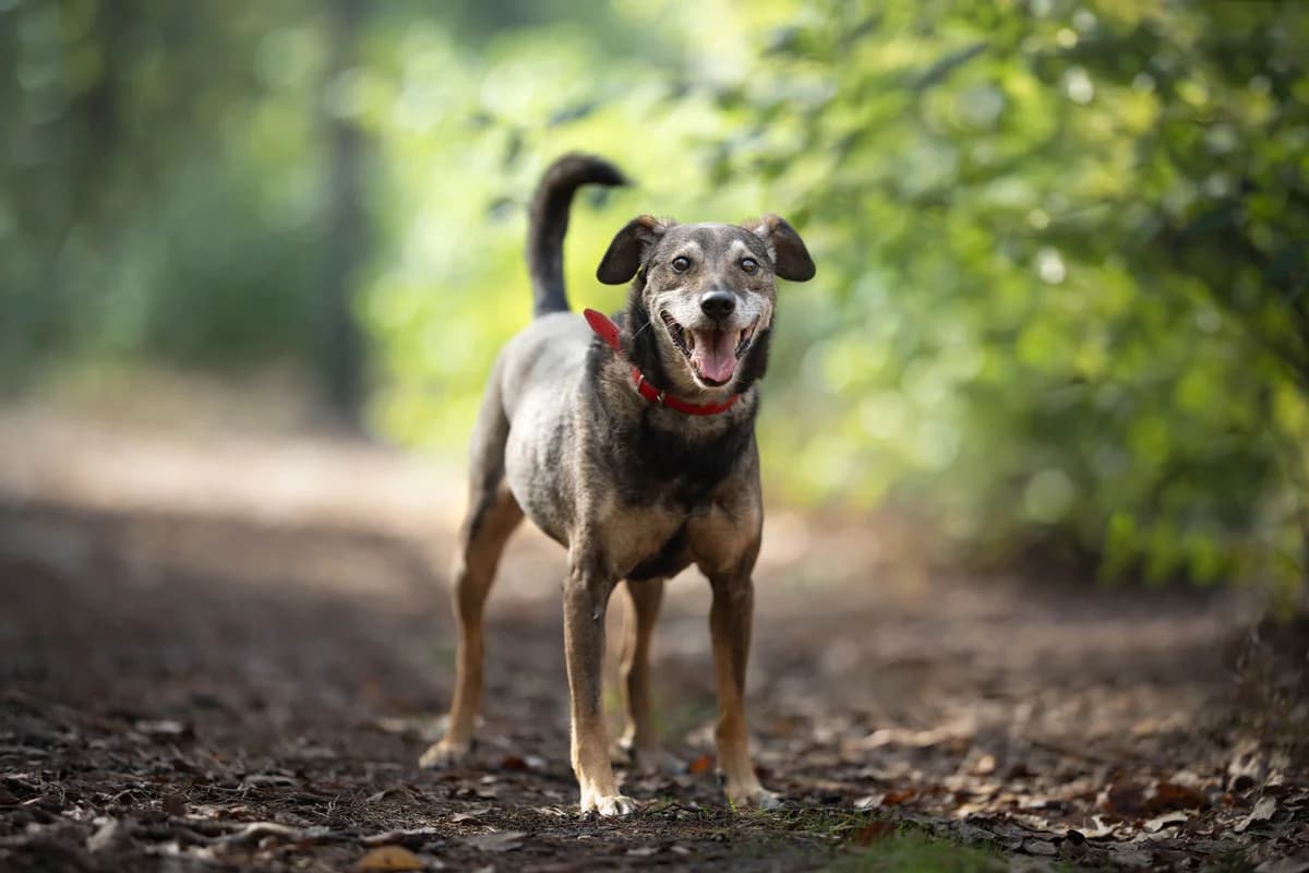 Neo- pies do adopcji, female Mixed Breed for adoption at Schronisko dla Zwierząt Puławy