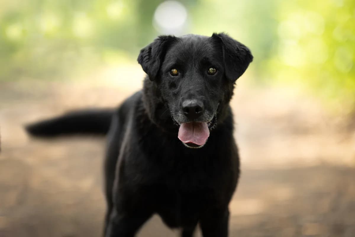 Noah- pies do adopcji, male Mixed Breed for adoption at Schronisko dla Zwierząt Puławy