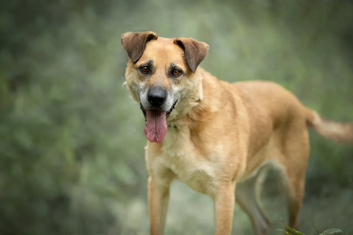 Bielan- pies do adopcji, male Mixed Breed for adoption at Schronisko dla Zwierząt Puławy