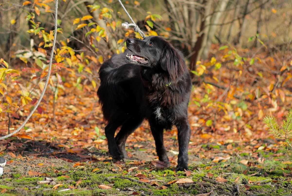 Killer- pies do adopcji, male Mixed Breed for adoption at Schronisko dla Zwierząt Puławy