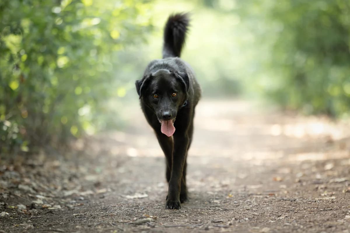 Iwo- pies do adopcji, male Mixed Breed for adoption at Schronisko dla Zwierząt Puławy