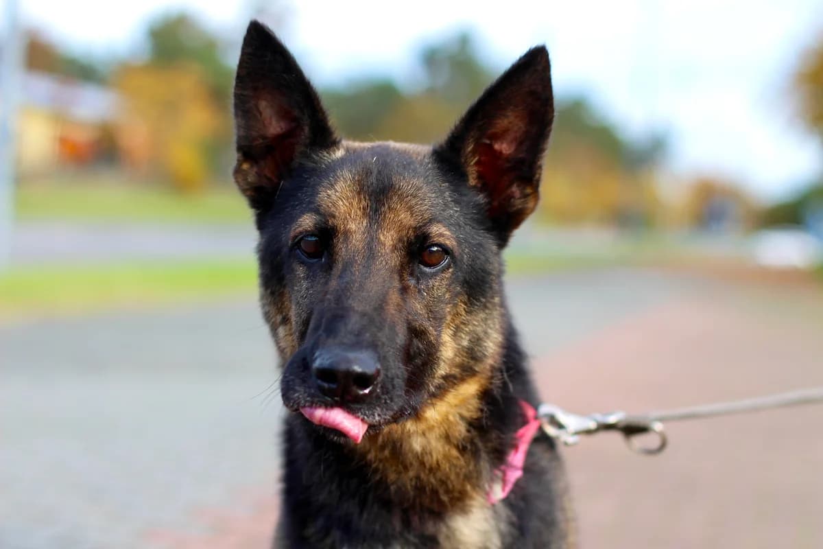 Jana- suczka do adopcji, female Mixed Breed for adoption at Schronisko dla Zwierząt Puławy