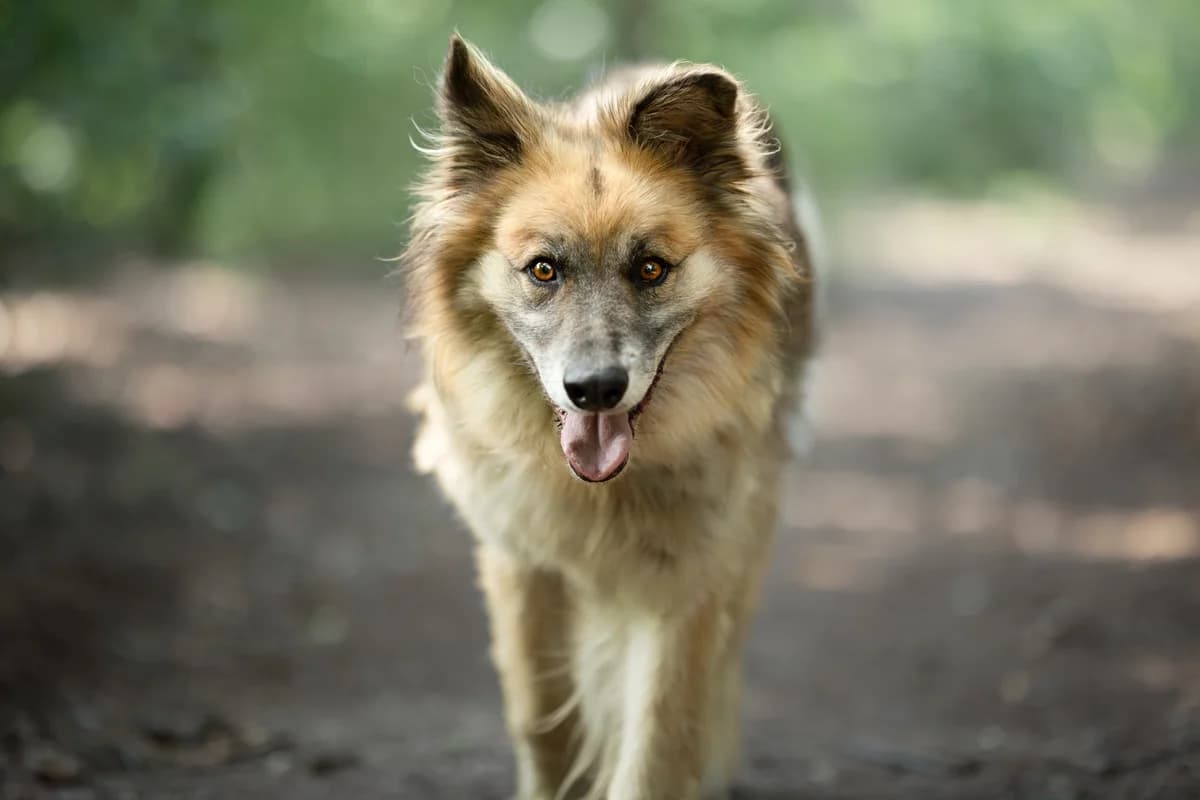 Saigo- pies do adopcji, male Mixed Breed for adoption at Schronisko dla Zwierząt Puławy