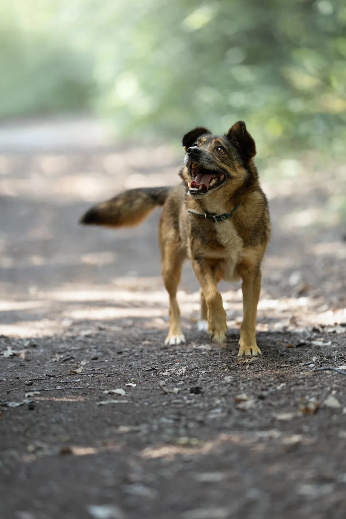 Buzz- pies do adopcji, male Mixed Breed for adoption at Schronisko dla Zwierząt Puławy