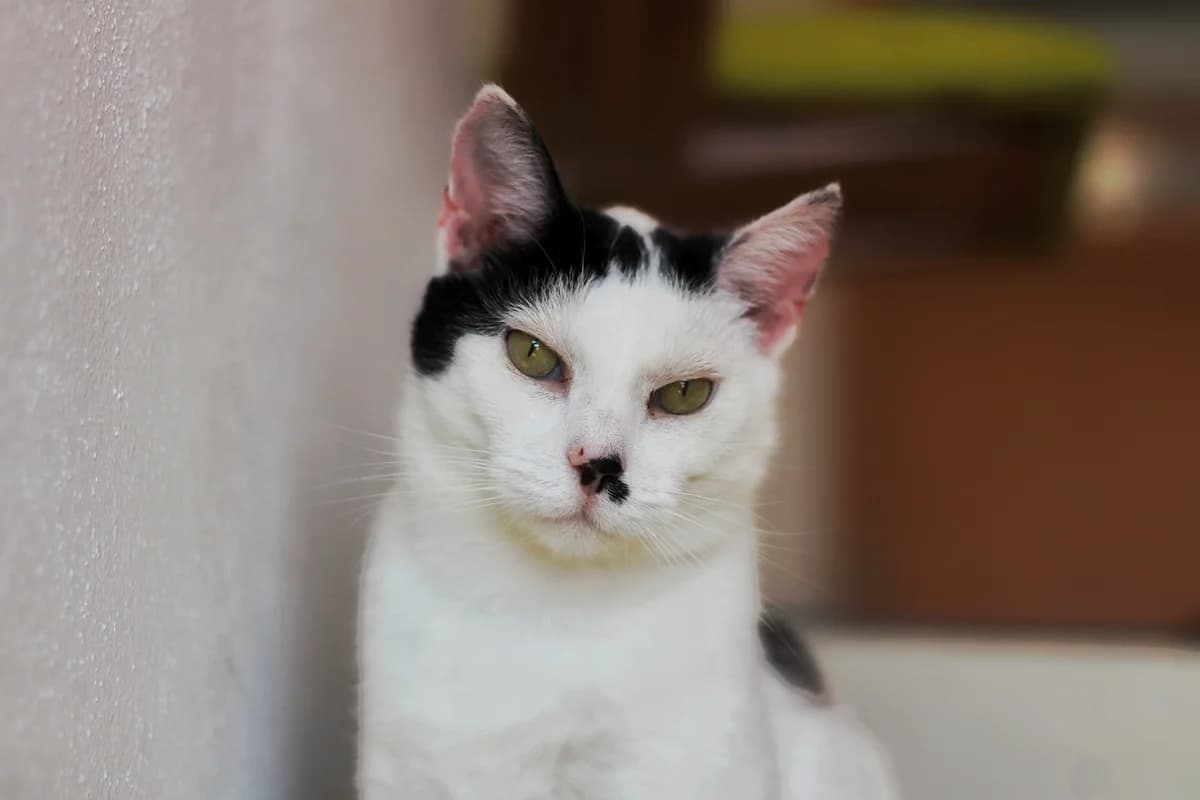 Imelda- kotka do adopcji, female senior Mixed Breed for adoption at Schronisko dla Zwierząt Puławy