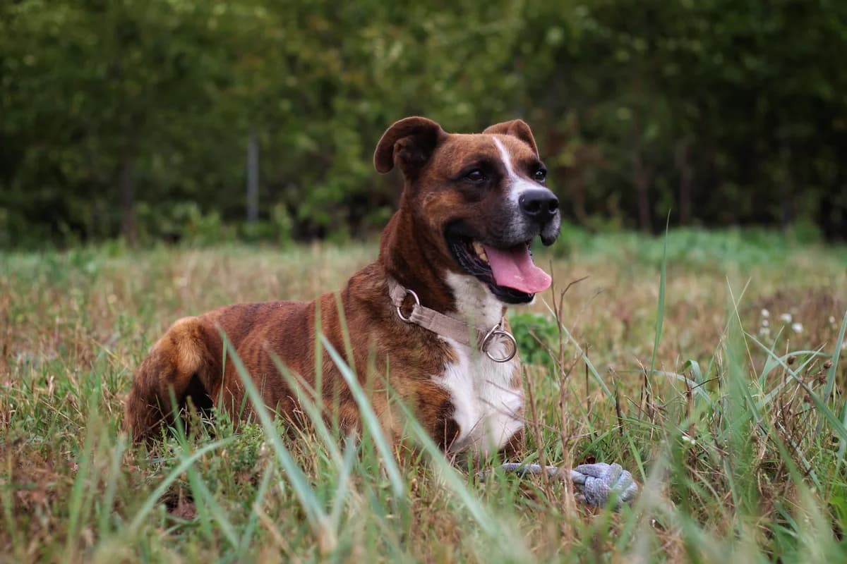 Thor- pies do adopcji, male Mixed Breed for adoption at Schronisko dla Zwierząt Puławy