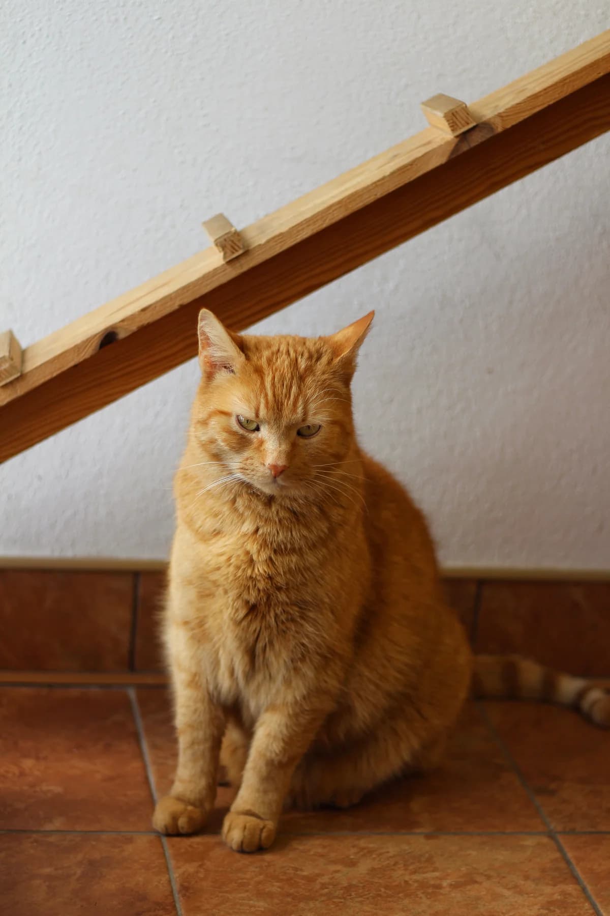 Garfield- kocur do adopcji, male Mixed Breed for adoption at Schronisko dla Zwierząt Puławy