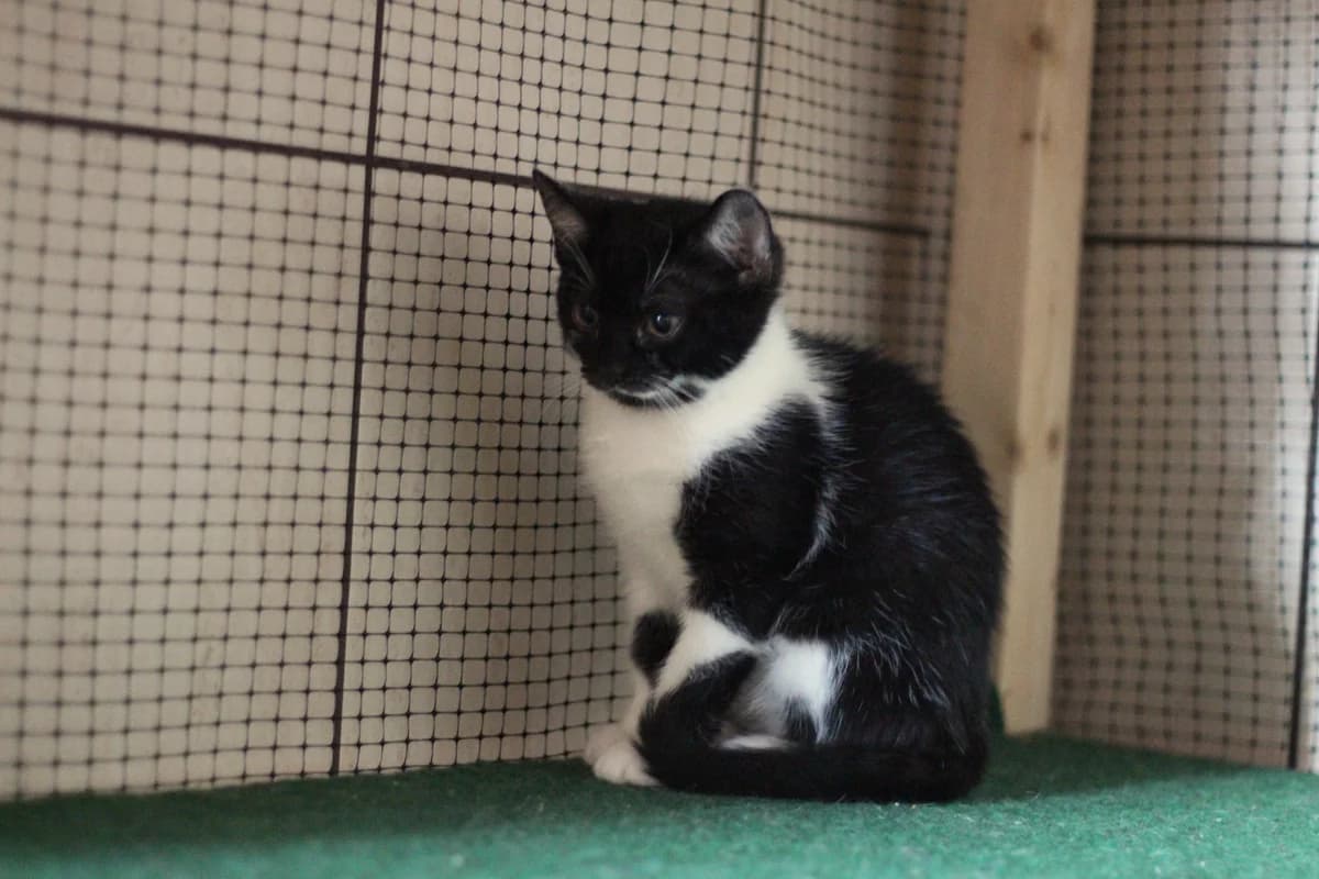 Gardena- kotka do adopcji, female young Mixed Breed for adoption at Schronisko dla Zwierząt Puławy