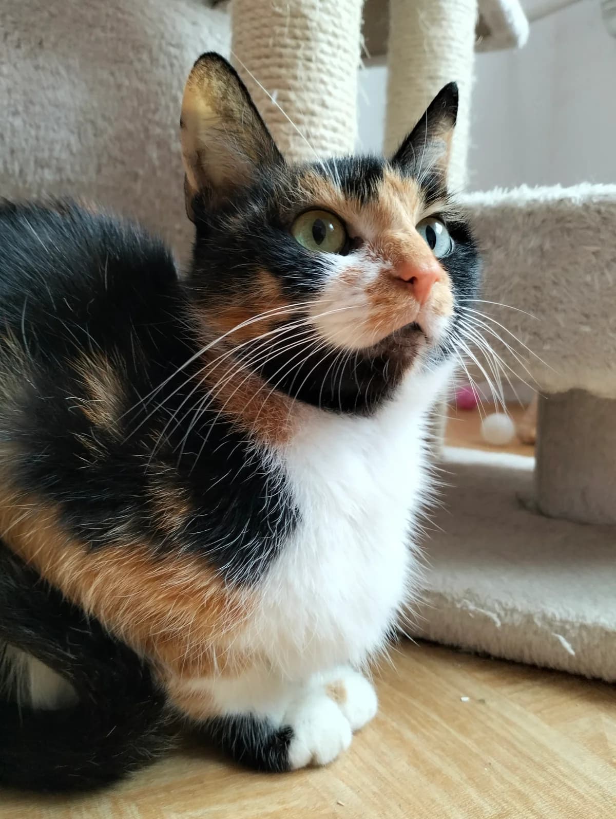 Leia- kotka do adopcji, female Mixed Breed for adoption at Schronisko dla Zwierząt Puławy