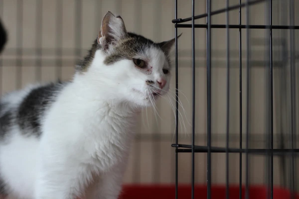 Delma-kotka do adopcji, female Mixed Breed for adoption at Schronisko dla Zwierząt Puławy
