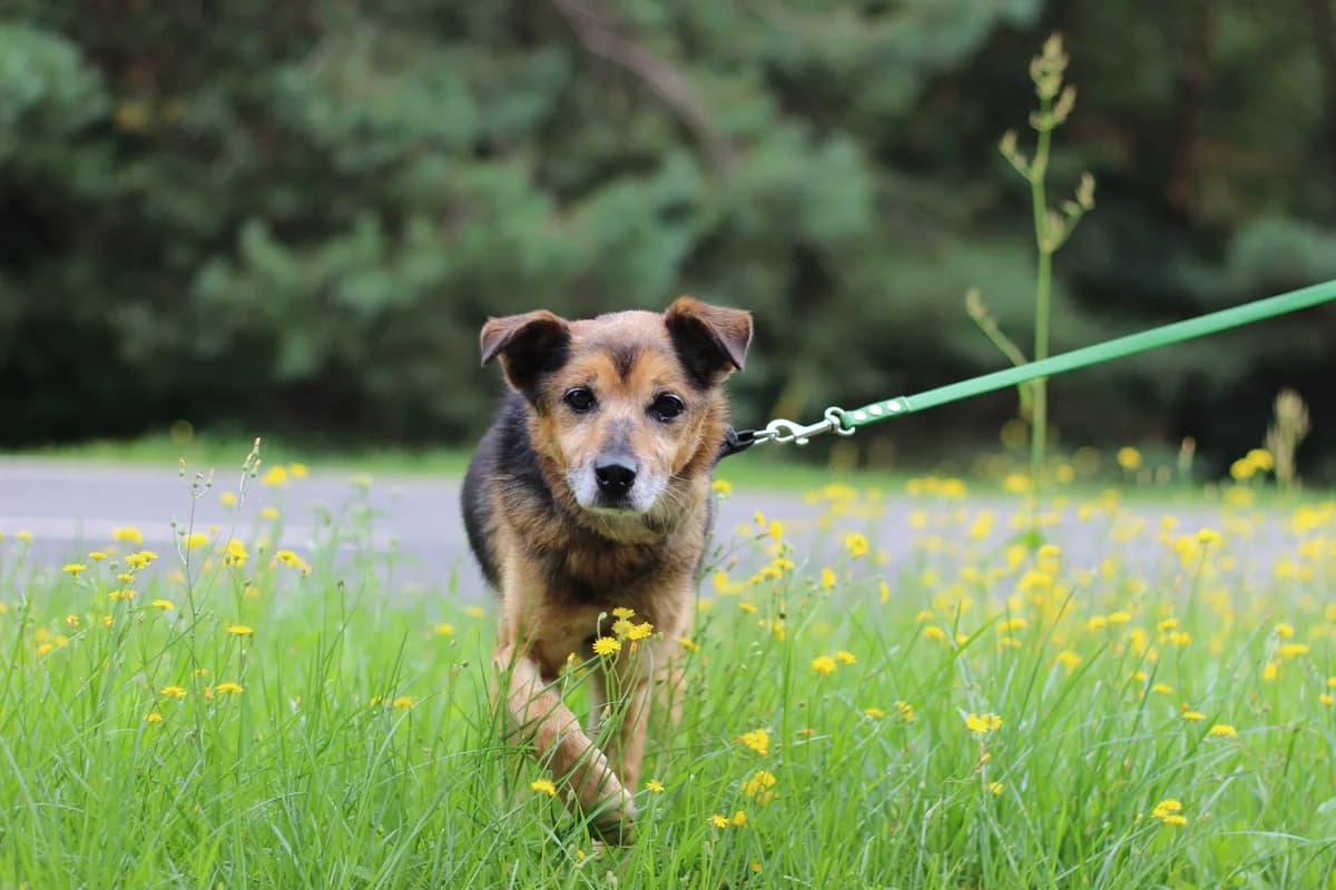 Magik- pies do adopcji, male senior Mixed Breed for adoption at Schronisko dla Zwierząt Puławy