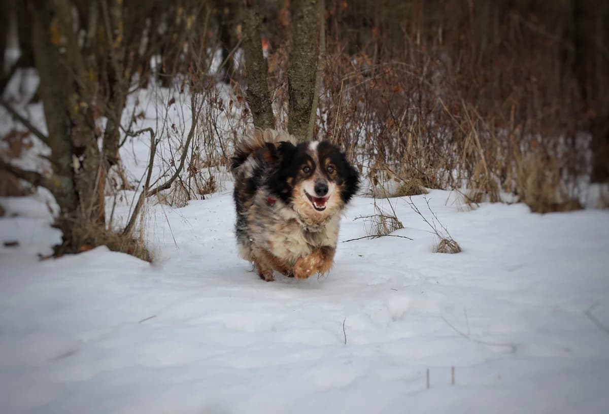 Mozil- pies do adopcji, male senior Mixed Breed for adoption at Schronisko dla Zwierząt Puławy