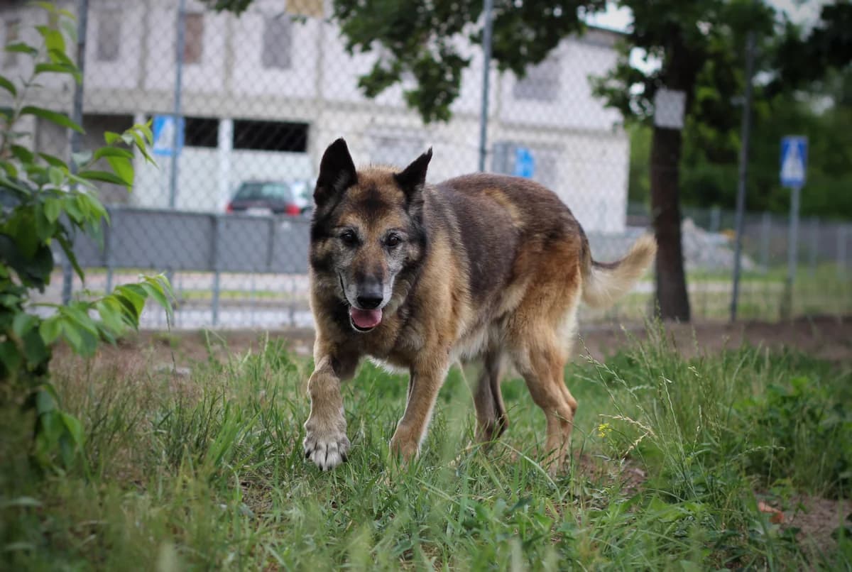 Morgan- pies do adopcji, male puppy Mixed Breed for adoption at Schronisko dla Zwierząt Puławy