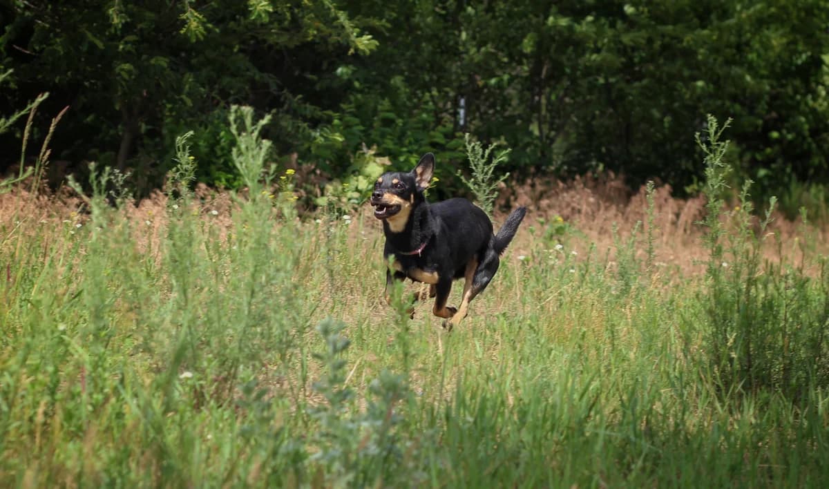 Kropka- suczka do adopcji, female Mixed Breed for adoption at Schronisko dla Zwierząt Puławy