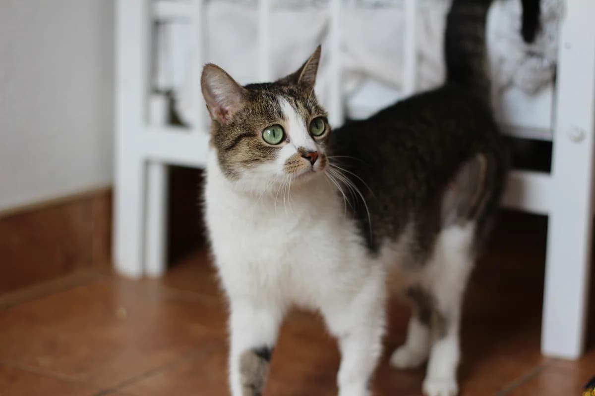 Kolendra – kotka do adopcji, female Mixed Breed for adoption at Schronisko dla Zwierząt Puławy