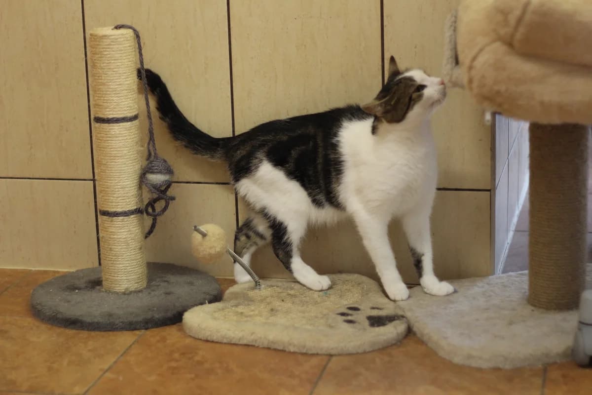 Kitka – kotka do adopcji, female Mixed Breed for adoption at Schronisko dla Zwierząt Puławy