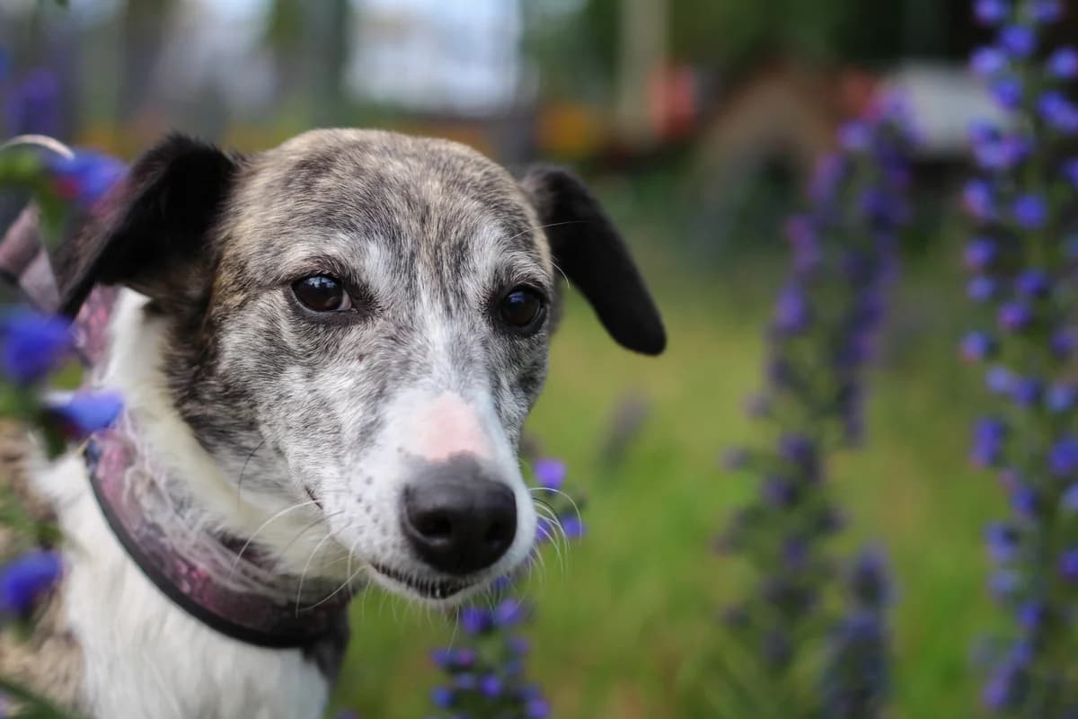 Aleksja i Aleksy – psy do adopcji, male 6yo Mixed Breed for adoption at Schronisko dla Zwierząt Puławy