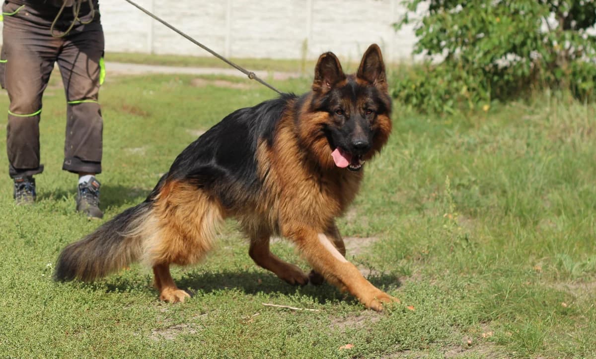 Reksio – pies do adopcji, male Mixed Breed for adoption at Schronisko dla Zwierząt Puławy