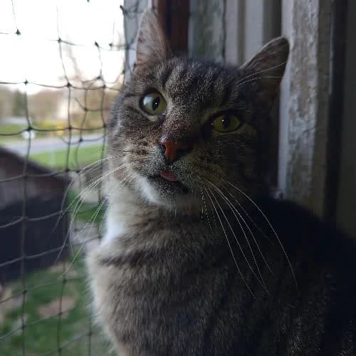 Cujo, male puppy Mixed Breed for adoption at Fundacja Puszatek, 02-454 Warszawa