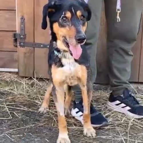 Marco, male puppy Mixed Breed for adoption at Fundacja Puszatek, Warszawa