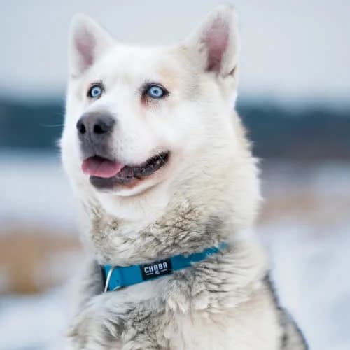 Hasio, male puppy Mixed Breed for adoption at Fundacja Puszatek, Warszawa