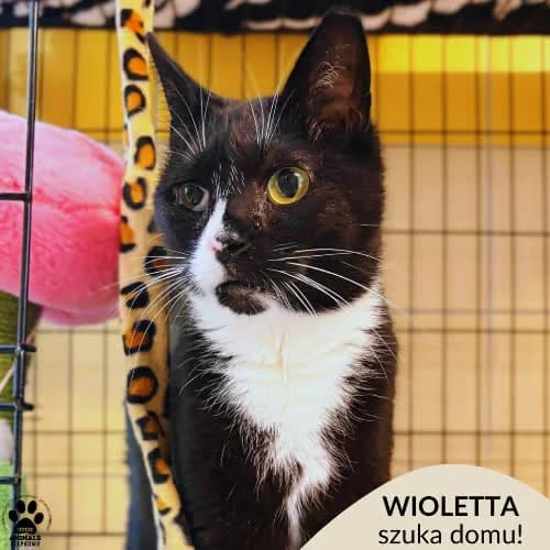 Wioletta, female 4yo Mixed Breed for adoption at Fundacja Puszatek, Warszawa