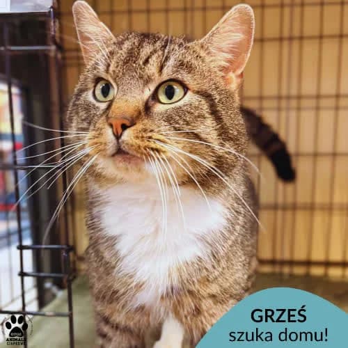 Grześ, male 3yo Mixed Breed for adoption at Fundacja Puszatek, Warszawa