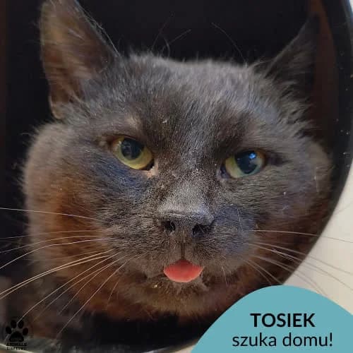 Tosiek, male senior Mixed Breed for adoption at Fundacja Puszatek, Warszawa