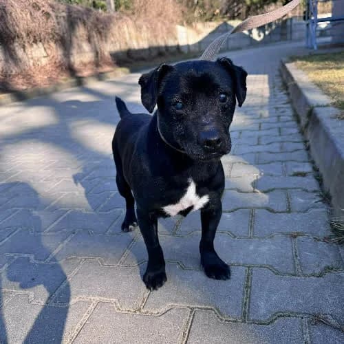 Oreo, male puppy Mixed Breed for adoption at Fundacja Puszatek, Warszawa