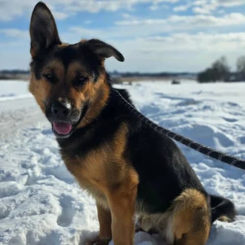 Vader, male puppy Mixed Breed for adoption at Fundacja Puszatek, Warszawa