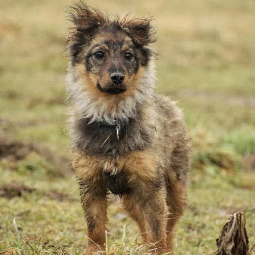 Chilli, female 6yo Mixed Breed for adoption at Fundacja Puszatek, Warszawa