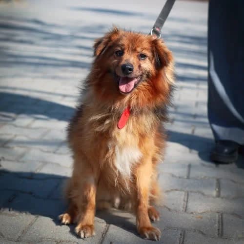 Bunio, male puppy Mixed Breed for adoption at Fundacja Puszatek, Warszawa