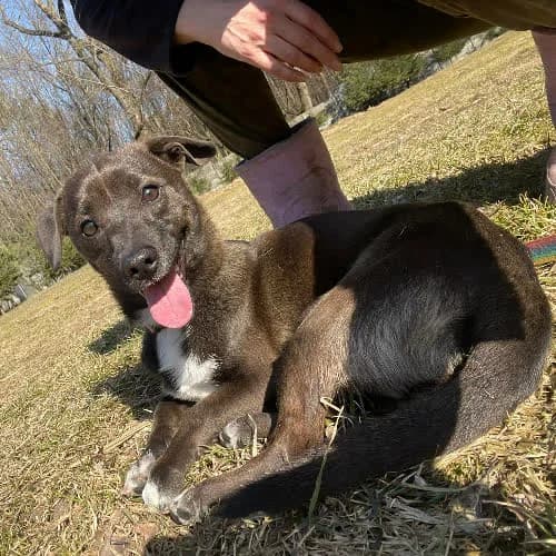 Duo, male puppy Mixed Breed for adoption at Fundacja Puszatek, Warszawa