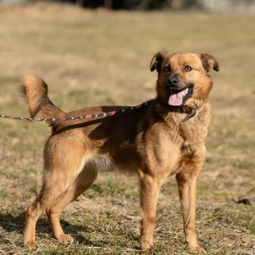 Cukier, male puppy Mixed Breed for adoption at Fundacja Puszatek, Warszawa