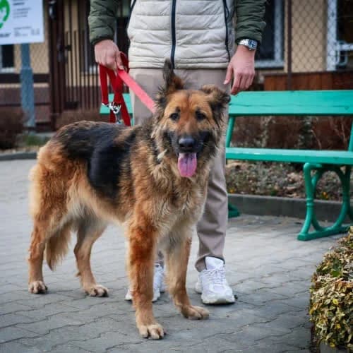 Sara, female puppy Mixed Breed for adoption at Fundacja Puszatek, Warszawa