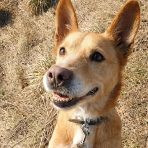 Sparki, male puppy Mixed Breed for adoption at Fundacja Puszatek, Warszawa