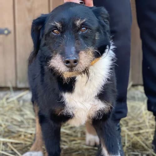 REX, male puppy Mixed Breed for adoption at Fundacja Puszatek, Warszawa