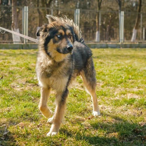 Felix, male puppy Mixed Breed for adoption at Fundacja Puszatek, Warszawa