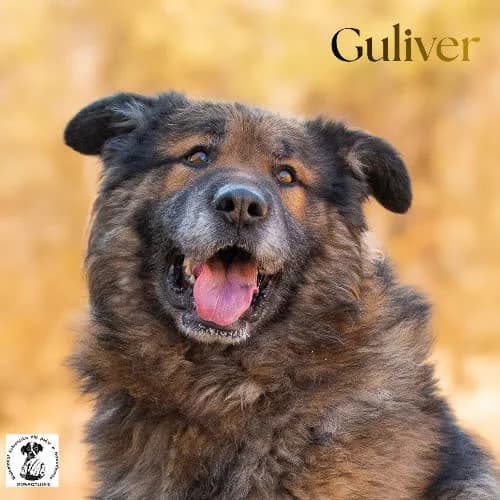 misio GULIVER, male 5yo Mixed Breed for adoption at Fundacja Puszatek, Warszawa