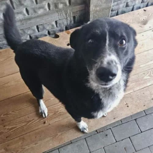 Dudek, male puppy Mixed Breed for adoption at Fundacja Puszatek, Warszawa