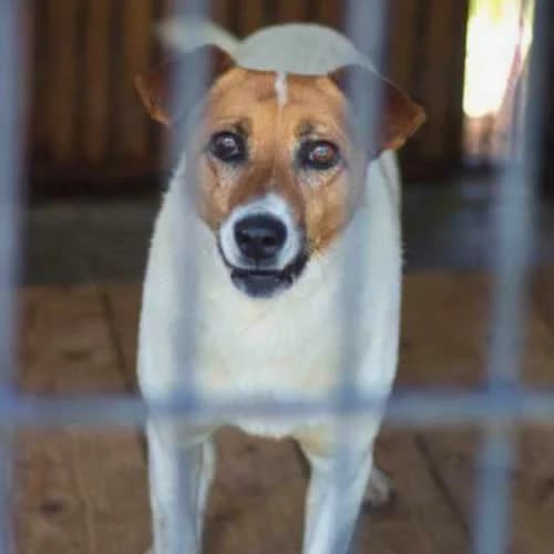 Freedom, male puppy Mixed Breed for adoption at Fundacja Puszatek, Warszawa