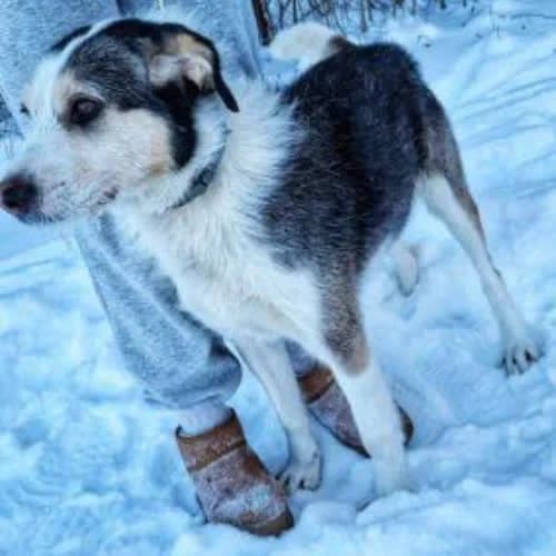 Hummus, male puppy Mixed Breed for adoption at Fundacja Puszatek, Warszawa