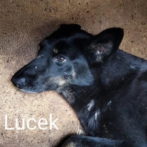 Lucek, male puppy Mixed Breed for adoption at Fundacja Puszatek, Warszawa