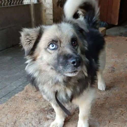 Misiek (Fafik), male puppy Mixed Breed for adoption at Fundacja Puszatek, Warszawa