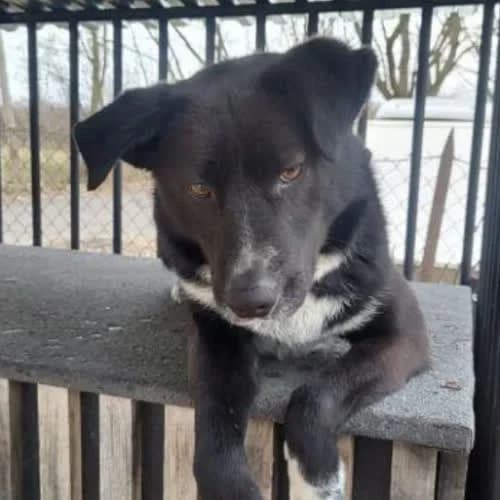 Oreo, male puppy Mixed Breed for adoption at Fundacja Puszatek, Warszawa