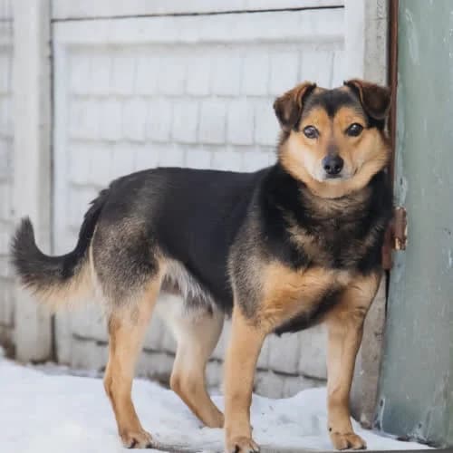 Bryk, male puppy Mixed Breed for adoption at Fundacja Puszatek, Warszawa